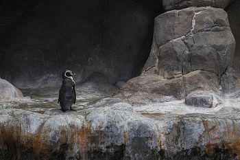 Из серии «In captivity II»