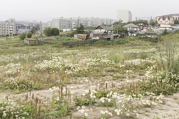 «Клевер» из проекта «Планета Колыма»