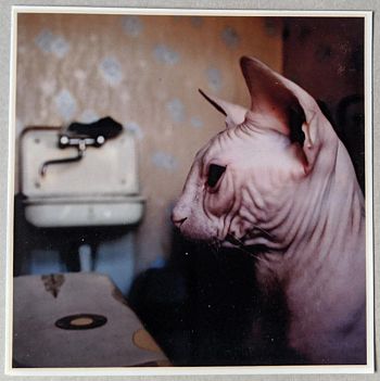 Без названия