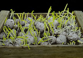 Ящик с метеоритами из серии «Зеленое утро»