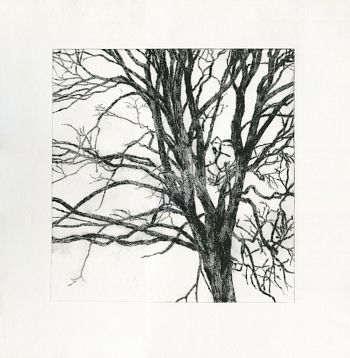 Вяз в Коньково, у поймы реки Старчонка