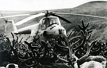 Встречи на Чукотке