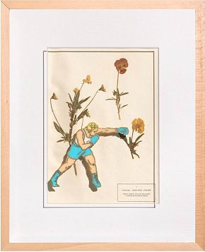 Фиалка, анютины глазки