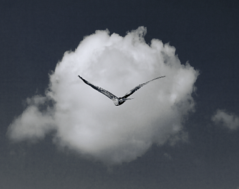 Птица весны