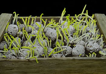 Ящик с метеоритами из серии «Зеленое утро»