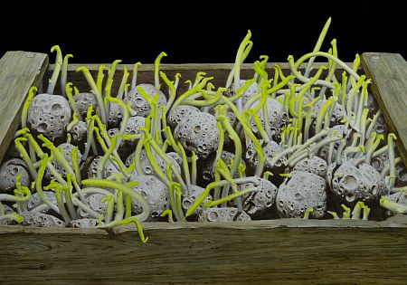 Ящик с метеоритами из серии «Зеленое утро»