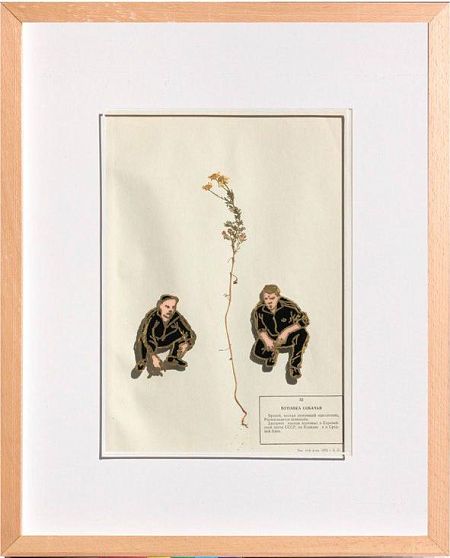 Пупавка собачья