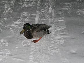 №20 из пары №6