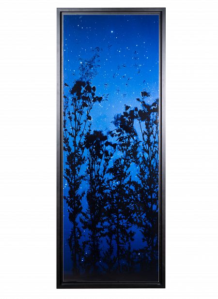 Star Field - Queen Anne`s Lace