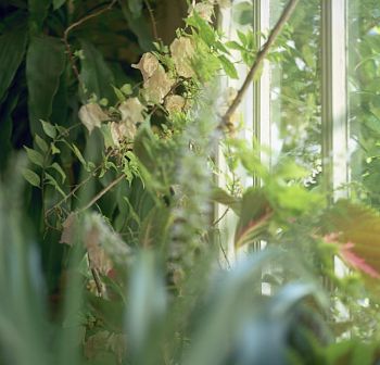 Window Garden from series Sinking IN