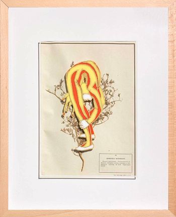 Дымянка шлепхера