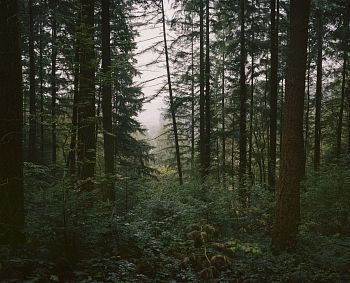 Untitled I (On the Edge of the Forest) from series "You/Blue"